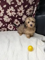 Fiona, a female Havapoo for sale in Bristol, IN – 1 of 10