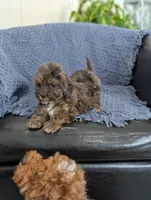 Archie, a male Cockapoo for sale in Bristol, IN – Photo 5 of 6