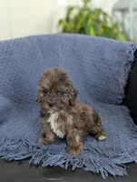 Archie, a male Cockapoo for sale in Bristol, IN – Photo 2 of 6