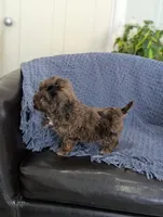 Archie, a male Cockapoo for sale in Bristol, IN – Photo 4 of 6