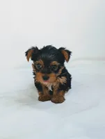 Cooper , a male Yorkshire Terrier for sale in Bristol, IN – 2 of 5