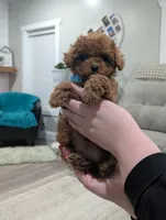 Jade, a male Shihpoo and Poodle - Toy  for sale in Bristol, IN – Photo 2 of 7