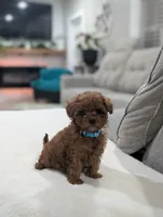 Jade, a male Shihpoo and Poodle - Toy  for sale in Bristol, IN – Photo 1 of 7