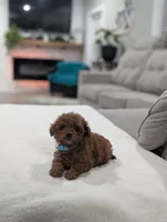 Jade, a male Shihpoo and Poodle - Toy  for sale in Bristol, IN – Photo 3 of 7