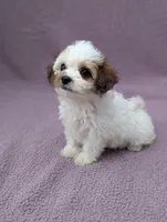 Ariel , a female Shihpoo for sale in Bristol, IN – 4 of 7