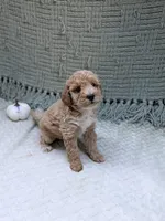 Hope, a female Miniature Goldendoodle for sale in Bristol, IN – 5 of 7