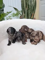 Marley, a male Poodle - Miniature  for sale in Bristol, IN – 4 of 5