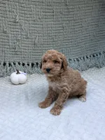 Hannah , a female Miniature Goldendoodle for sale in Bristol, IN – 2 of 7
