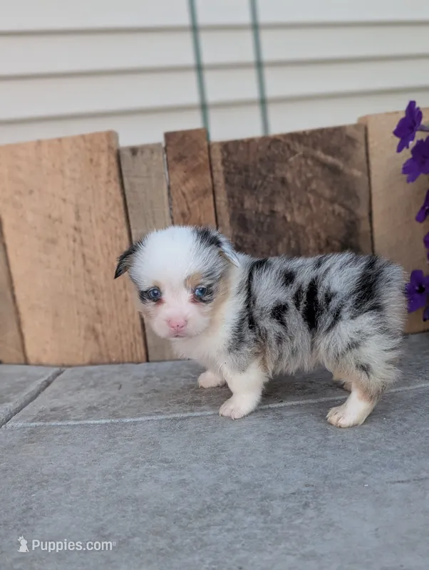 Twix – Pembroke Welsh Corgi puppy for sale in Bristol, IN