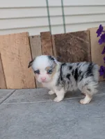 Twix, a male Pembroke Welsh Corgi for sale in Bristol, IN – 1 of 6