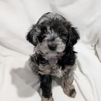 Ivory , a female Poodle - Miniature  and Miniature Goldendoodle for sale in Bristol, IN – Photo 2 of 9