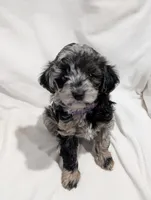 Ivory , a female Poodle - Miniature  and Miniature Goldendoodle for sale in Bristol, IN – Photo 2 of 9
