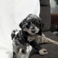 Ivory , a female Poodle - Miniature  and Miniature Goldendoodle for sale in Bristol, IN – Photo 4 of 9