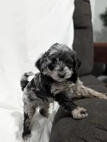 Ivory , a female Poodle - Miniature  and Miniature Goldendoodle for sale in Bristol, IN – Photo 4 of 9