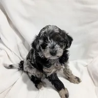 Ivory , a female Poodle - Miniature  and Miniature Goldendoodle for sale in Bristol, IN – Photo 6 of 9