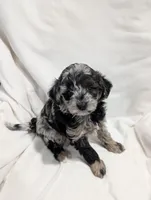 Ivory , a female Poodle - Miniature  and Miniature Goldendoodle for sale in Bristol, IN – Photo 6 of 9