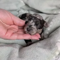 Ivory , a female Poodle - Miniature  and Miniature Goldendoodle for sale in Bristol, IN – Photo 9 of 9