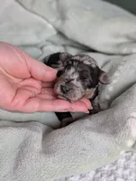 Ivory , a female Poodle - Miniature  and Miniature Goldendoodle for sale in Bristol, IN – Photo 9 of 9