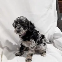 Ivory , a female Poodle - Miniature  and Miniature Goldendoodle for sale in Bristol, IN – Photo 5 of 9