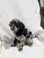 Ivory , a female Poodle - Miniature  and Miniature Goldendoodle for sale in Bristol, IN – Photo 5 of 9