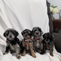 Ivory , a female Poodle - Miniature  and Miniature Goldendoodle for sale in Bristol, IN – Photo 7 of 9