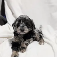 Ivory , a female Poodle - Miniature  and Miniature Goldendoodle for sale in Bristol, IN – Photo 3 of 9