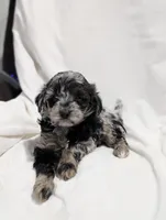 Ivory , a female Poodle - Miniature  and Miniature Goldendoodle for sale in Bristol, IN – Photo 3 of 9