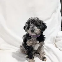 Ivory , a female Poodle - Miniature  and Miniature Goldendoodle for sale in Bristol, IN – Photo 1 of 9