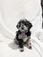 Ivory , a female Poodle - Miniature  and Miniature Goldendoodle for sale in Bristol, IN – Photo 1 of 9