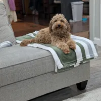Ivory , a female Poodle - Miniature  and Miniature Goldendoodle for sale in Bristol, IN – Photo 8 of 9