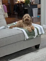 Ivory , a female Poodle - Miniature  and Miniature Goldendoodle for sale in Bristol, IN – Photo 8 of 9