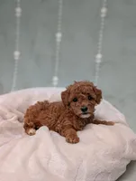 Paris , a female Poodle - Toy  for sale in Bristol, IN – 5 of 6