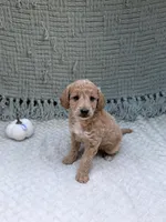 Hailey , a female Miniature Goldendoodle for sale in Bristol, IN – 6 of 8