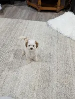 Bella , a female Poodle - Toy  for sale in Bristol, IN – Photo 2 of 6