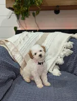 Bella , a female Poodle - Toy  for sale in Bristol, IN – Photo 4 of 6