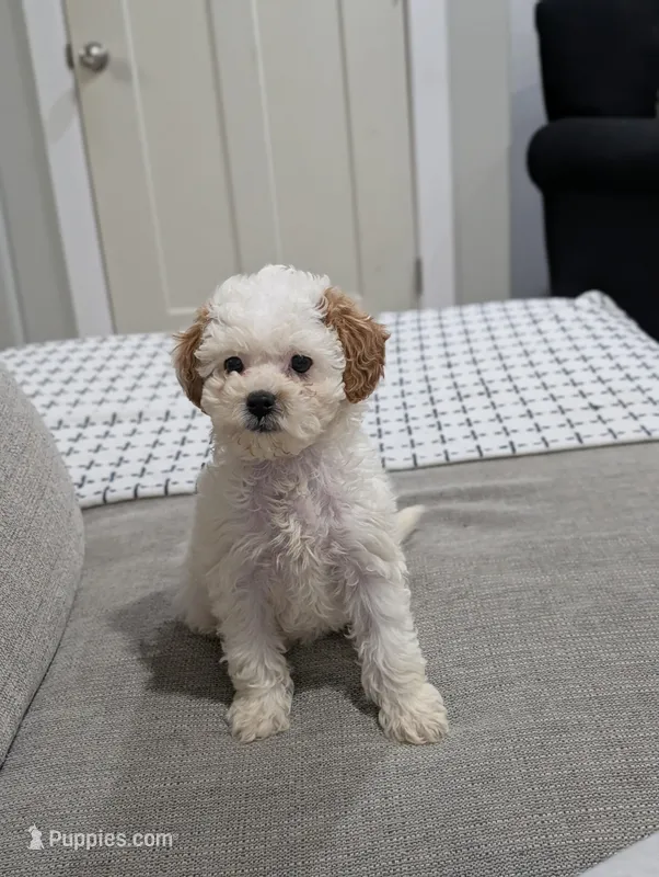 Bella  – Poodle - Toy  puppy for sale in Bristol, IN