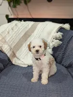 Bella , a female Poodle - Toy  for sale in Bristol, IN – Photo 3 of 6