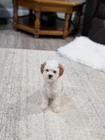 Bella , a female Poodle - Toy  for sale in Bristol, IN – Photo 5 of 6