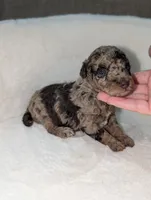 Magnolia , a female Poodle - Miniature  for sale in Bristol, IN – 5 of 5