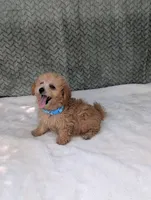 Buckley , a male Poodle - Toy  for sale in Bristol, IN – 4 of 5
