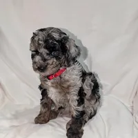 Indy, a male Poodle - Miniature  and Miniature Goldendoodle for sale in Bristol, IN – Photo 2 of 9