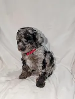 Indy, a male Poodle - Miniature  and Miniature Goldendoodle for sale in Bristol, IN – Photo 2 of 9
