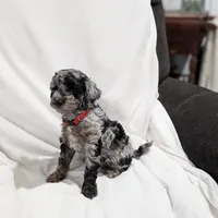 Indy, a male Poodle - Miniature  and Miniature Goldendoodle for sale in Bristol, IN – Photo 4 of 9