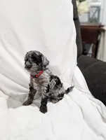 Indy, a male Poodle - Miniature  and Miniature Goldendoodle for sale in Bristol, IN – Photo 4 of 9