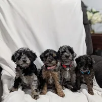 Indy, a male Poodle - Miniature  and Miniature Goldendoodle for sale in Bristol, IN – Photo 9 of 9
