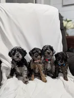 Indy, a male Poodle - Miniature  and Miniature Goldendoodle for sale in Bristol, IN – Photo 9 of 9