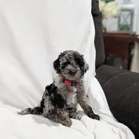 Indy, a male Poodle - Miniature  and Miniature Goldendoodle for sale in Bristol, IN – Photo 1 of 9