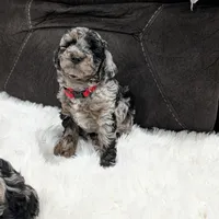 Indy, a male Poodle - Miniature  and Miniature Goldendoodle for sale in Bristol, IN – Photo 7 of 9