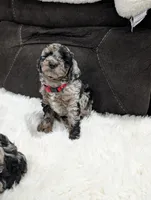 Indy, a male Poodle - Miniature  and Miniature Goldendoodle for sale in Bristol, IN – Photo 7 of 9