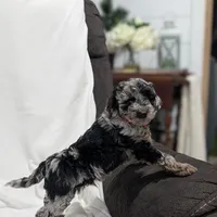Indy, a male Poodle - Miniature  and Miniature Goldendoodle for sale in Bristol, IN – Photo 3 of 9